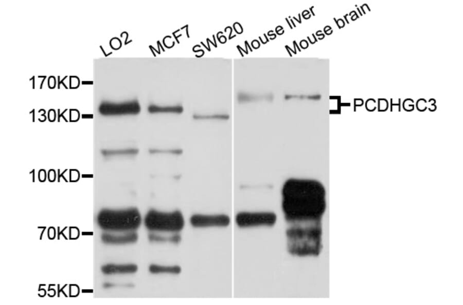 Western Blot - Anti-PCDHGC3 Antibody (A10235) - Antibodies.com
