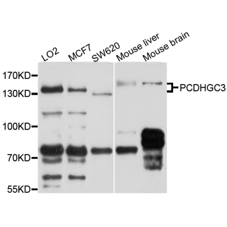 Western Blot - Anti-PCDHGC3 Antibody (A10235) - Antibodies.com
