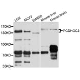 Western Blot - Anti-PCDHGC3 Antibody (A10235) - Antibodies.com