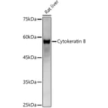 Western Blot - Anti-Cytokeratin 8 Antibody (A12853) - Antibodies.com