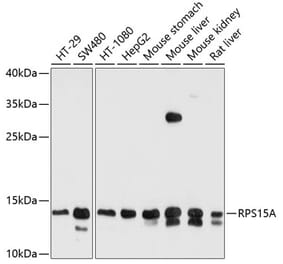 Western Blot - Anti-RPS15A Antibody (A12854) - Antibodies.com
