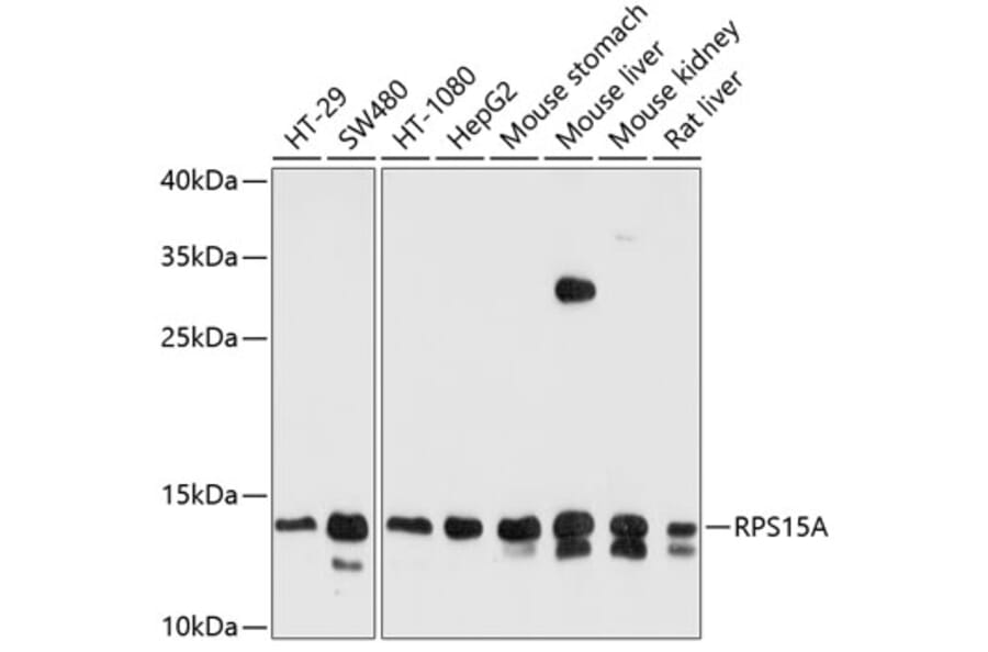 Western Blot - Anti-RPS15A Antibody (A12854) - Antibodies.com