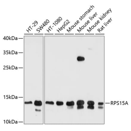 Western Blot - Anti-RPS15A Antibody (A12854) - Antibodies.com