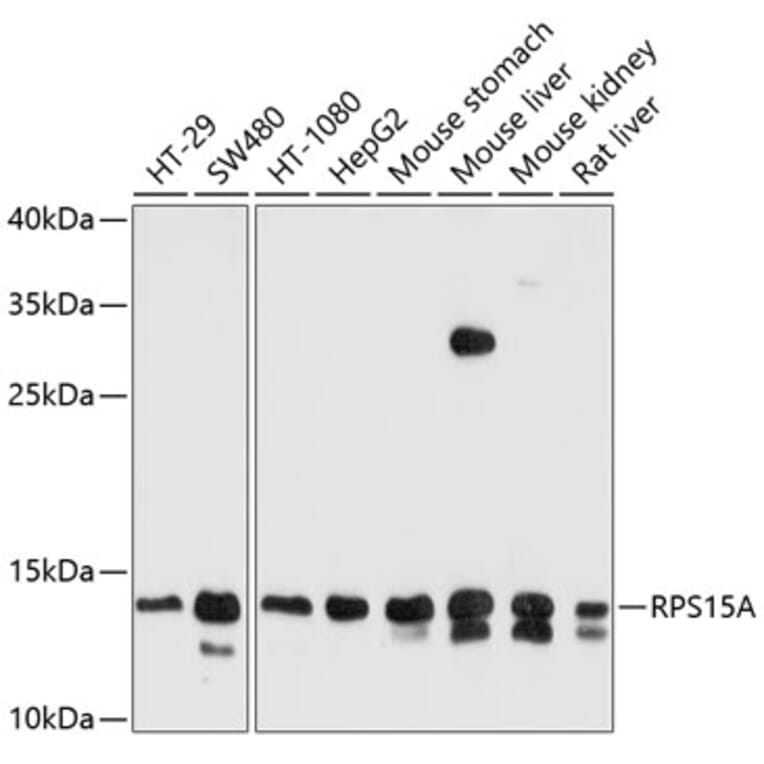 Western Blot - Anti-RPS15A Antibody (A12854) - Antibodies.com
