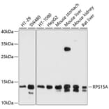 Western Blot - Anti-RPS15A Antibody (A12854) - Antibodies.com