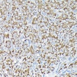 Immunohistochemistry - Anti-RPS15A Antibody (A12854) - Antibodies.com