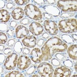 Immunohistochemistry - Anti-RPS15A Antibody (A12854) - Antibodies.com