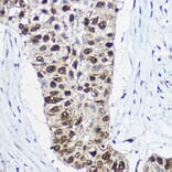 Immunohistochemistry - Anti-SNF2L Antibody (A12859) - Antibodies.com