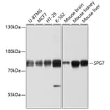 Western Blot - Anti-SPG7/PGN Antibody (A12860) - Antibodies.com