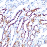 Immunohistochemistry - Anti-SGK1 Antibody (A12861) - Antibodies.com