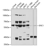 Western Blot - Anti-ENC1 Antibody (A12864) - Antibodies.com