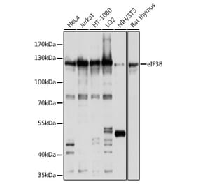 Western Blot - Anti-eIF3B Antibody (A12865) - Antibodies.com