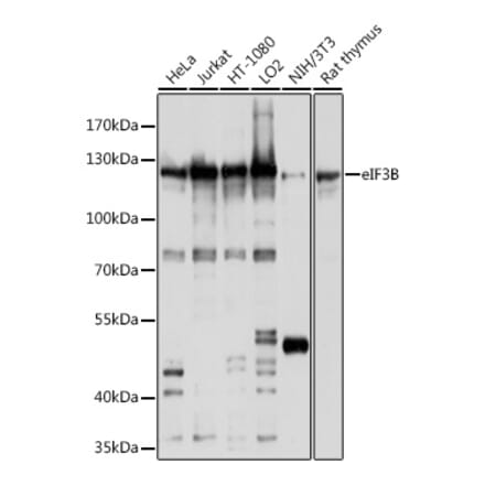 Western Blot - Anti-eIF3B Antibody (A12865) - Antibodies.com