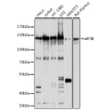 Western Blot - Anti-eIF3B Antibody (A12865) - Antibodies.com