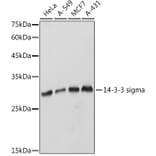 Western Blot - Anti-14-3-3 sigma/SFN Antibody (A12866) - Antibodies.com