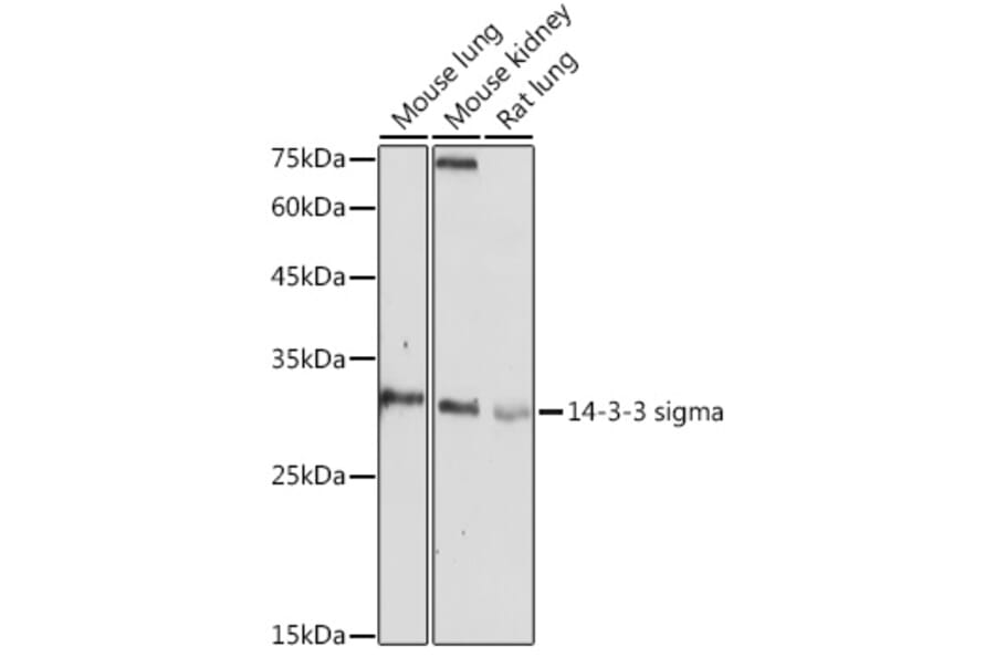 Western Blot - Anti-14-3-3 sigma/SFN Antibody (A12866) - Antibodies.com