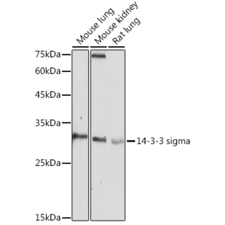 Western Blot - Anti-14-3-3 sigma/SFN Antibody (A12866) - Antibodies.com