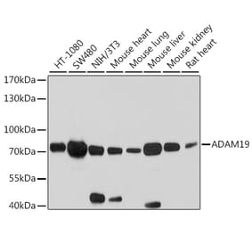 Western Blot - Anti-ADAM19 Antibody (A12867) - Antibodies.com