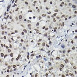 Immunohistochemistry - Anti-Cyclin K Antibody (A12868) - Antibodies.com