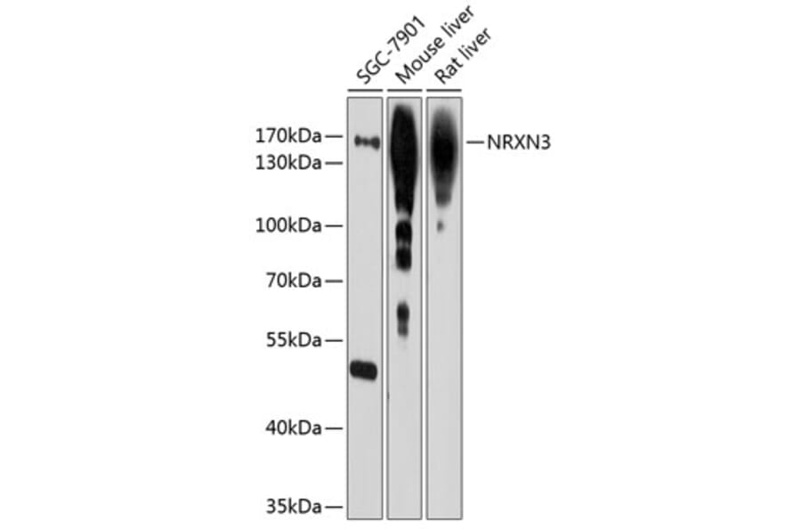 Western Blot - Anti-NRXN3 Antibody (A12872) - Antibodies.com