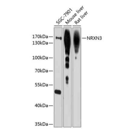 Western Blot - Anti-NRXN3 Antibody (A12872) - Antibodies.com