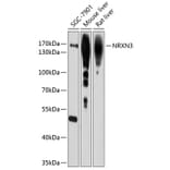 Western Blot - Anti-NRXN3 Antibody (A12872) - Antibodies.com