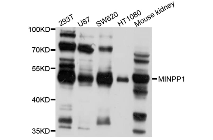 Western Blot - Anti-MINPP1 Antibody (A10273) - Antibodies.com