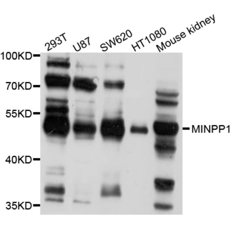 Western Blot - Anti-MINPP1 Antibody (A10273) - Antibodies.com