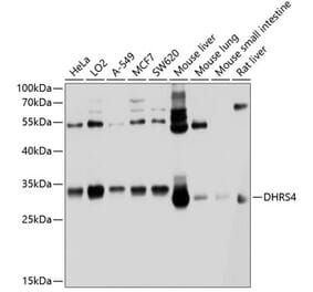 Western Blot - Anti-DHRS4 Antibody (A12876) - Antibodies.com