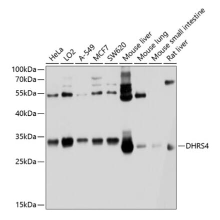 Western Blot - Anti-DHRS4 Antibody (A12876) - Antibodies.com