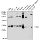 Western Blot - Anti-DHRS4 Antibody (A12876) - Antibodies.com