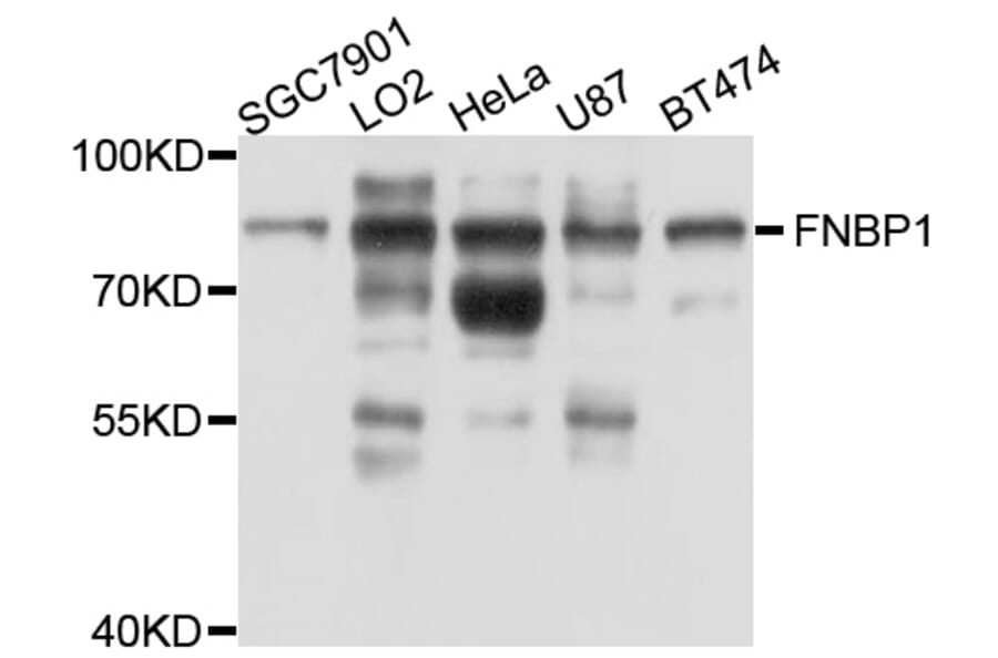 Western Blot - Anti-FNBP1 Antibody (A10289) - Antibodies.com