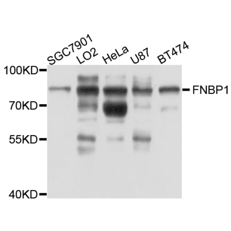 Western Blot - Anti-FNBP1 Antibody (A10289) - Antibodies.com