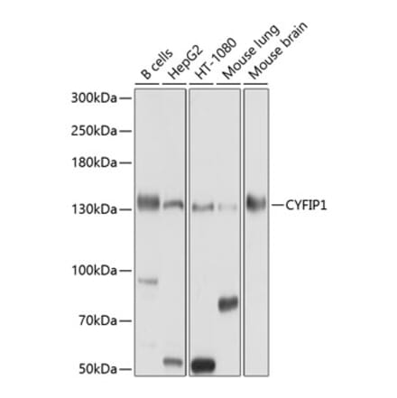 Western Blot - Anti-CYFIP1 Antibody (A12878) - Antibodies.com