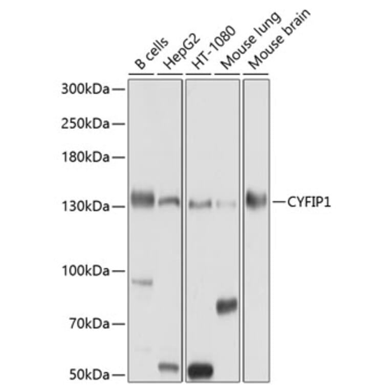 Western Blot - Anti-CYFIP1 Antibody (A12878) - Antibodies.com