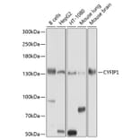 Western Blot - Anti-CYFIP1 Antibody (A12878) - Antibodies.com