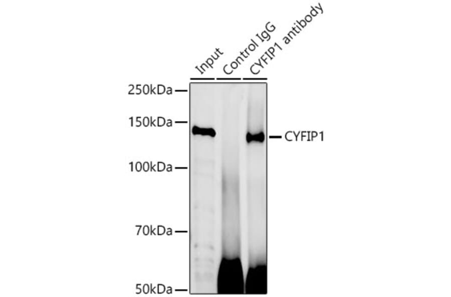 Western Blot - Anti-CYFIP1 Antibody (A12878) - Antibodies.com