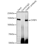 Western Blot - Anti-CYFIP1 Antibody (A12878) - Antibodies.com