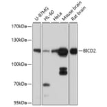 Western Blot - Anti-BICD2 Antibody (A12879) - Antibodies.com