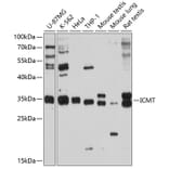 Western Blot - Anti-ICMT Antibody (A12880) - Antibodies.com