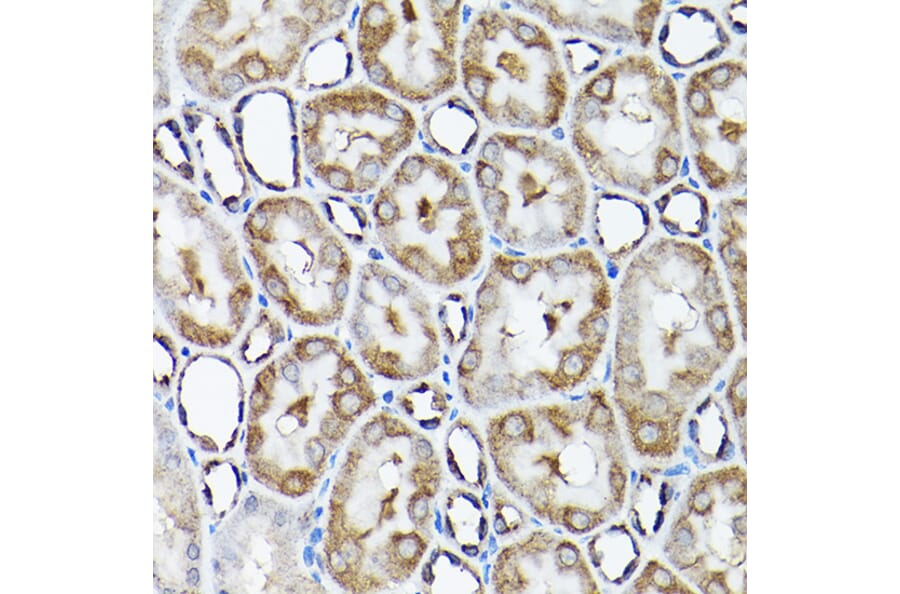 Immunohistochemistry - Anti-SNAPIN Antibody (A12881) - Antibodies.com