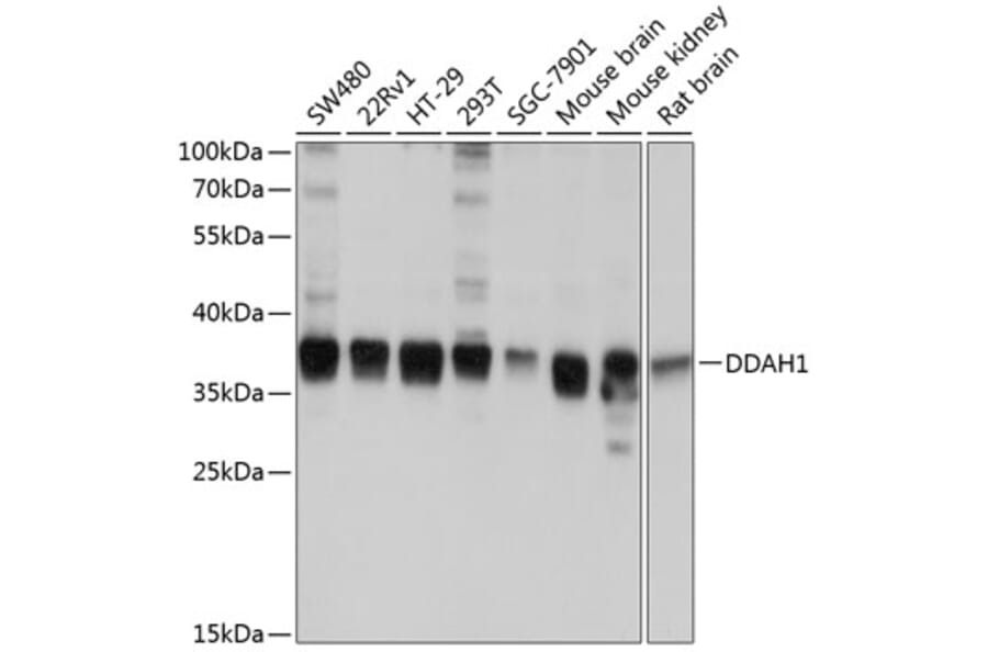 Western Blot - Anti-DDAH1 Antibody (A12882) - Antibodies.com