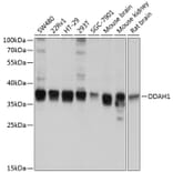Western Blot - Anti-DDAH1 Antibody (A12882) - Antibodies.com