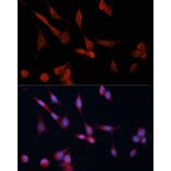 Immunofluorescence - Anti-DDAH1 Antibody (A12882) - Antibodies.com