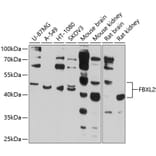 Western Blot - Anti-FBXL2 Antibody (A12883) - Antibodies.com