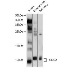 Western Blot - Anti-GNG2 Antibody (A12885) - Antibodies.com