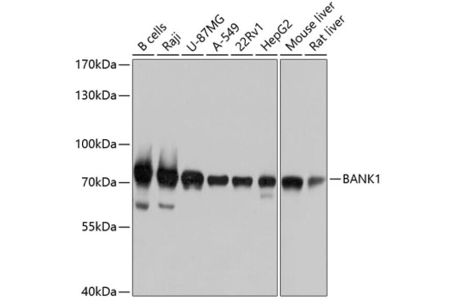 Western Blot - Anti-BANK1 Antibody (A12888) - Antibodies.com