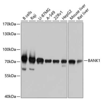 Western Blot - Anti-BANK1 Antibody (A12888) - Antibodies.com