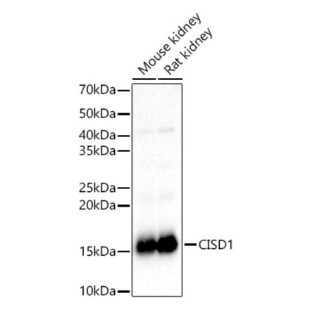 Western Blot - Anti-MitoNEET Antibody (A12890) - Antibodies.com