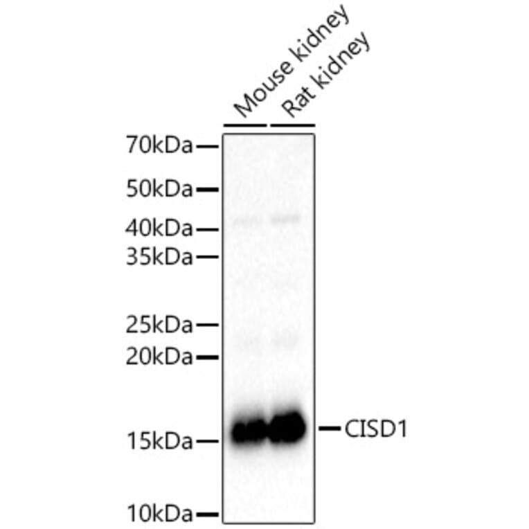 Western Blot - Anti-MitoNEET Antibody (A12890) - Antibodies.com